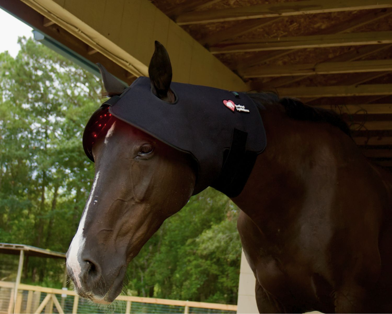 Northeast EquiWellness Happy Hat - Red Light Therapy Poll Cap for Horses