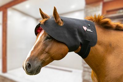 Northeast EquiWellness Happy Hat - Red Light Therapy Poll Cap for Horses