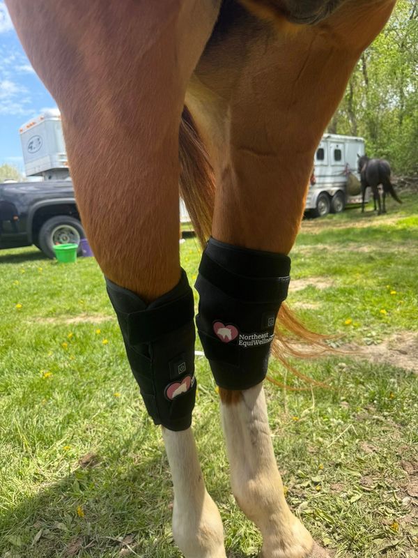 Northeast EquiWellness Hock Helper - Red / Near-Infrared Light Therapy Hock Wrap for Horses