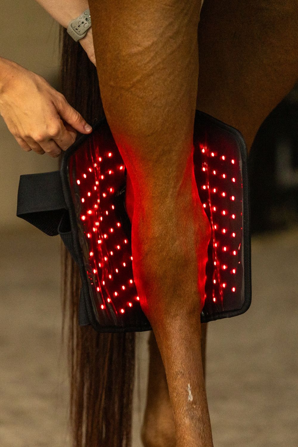 Northeast EquiWellness Hock Helper - Red / Near-Infrared Light Therapy Hock Wrap for Horses