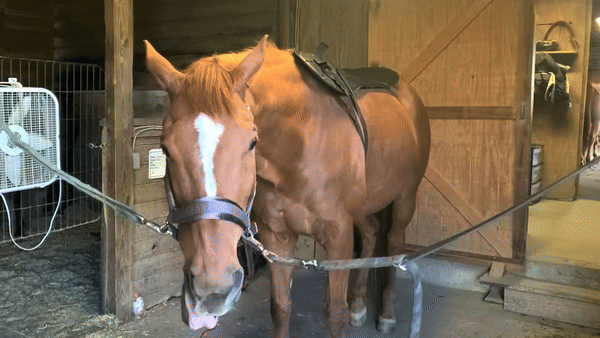 Sensitive Thoroughbred gelding Munnin loved his PEMF sessions