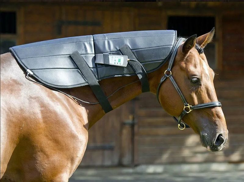 Equine PEMF Therapy Starter Set - Blanket + Neck Wrap (Oxford Medical Instruments)