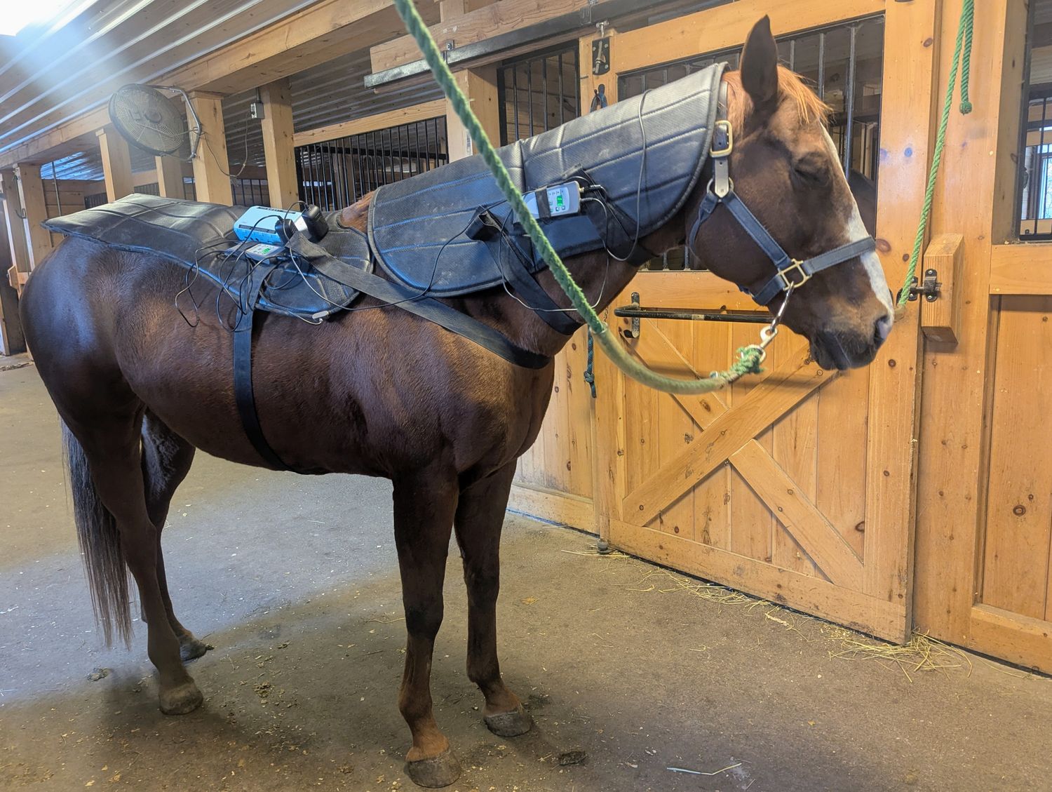 Equine PEMF Therapy Starter Set - Blanket + Neck Wrap (Oxford Medical Instruments)