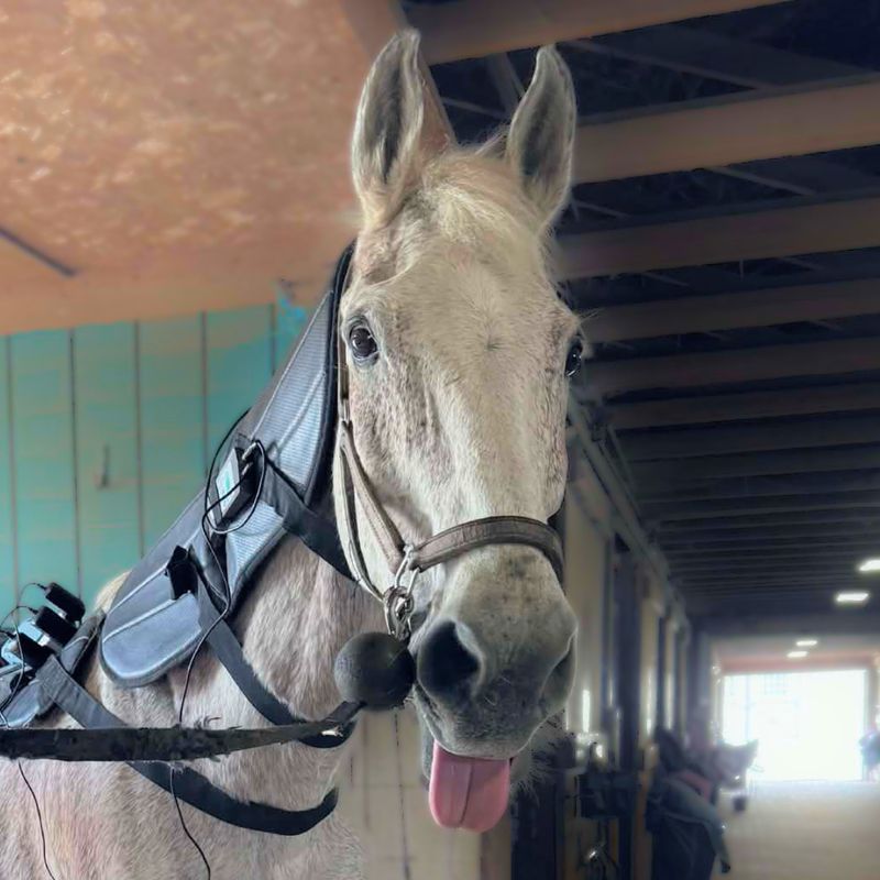 Equine PEMF Therapy Neck Wrap - Oxford Medical Instruments
