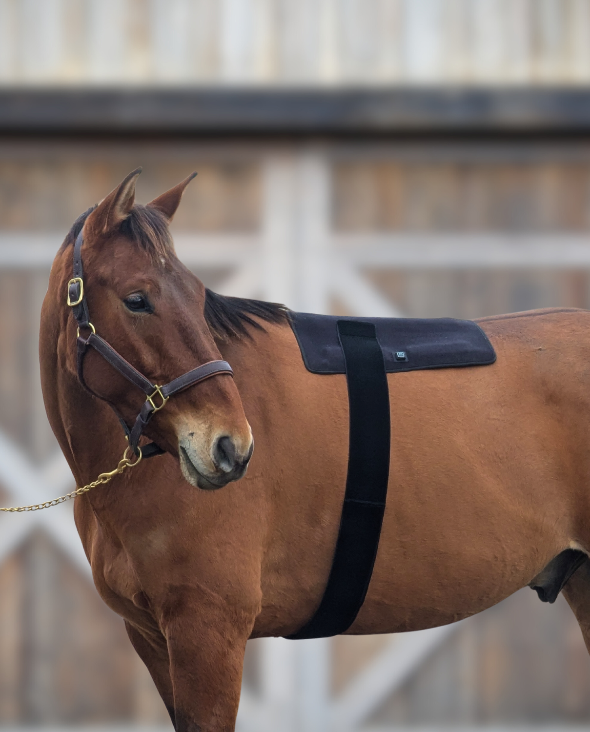 Northeast EquiWellness GlowLine Red Light Therapy Large Back Pad for Horses (19 x 21 in)