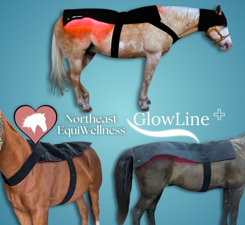 GlowLine+ XL Red Light Therapy Blanket for Horses, 53" x 28"