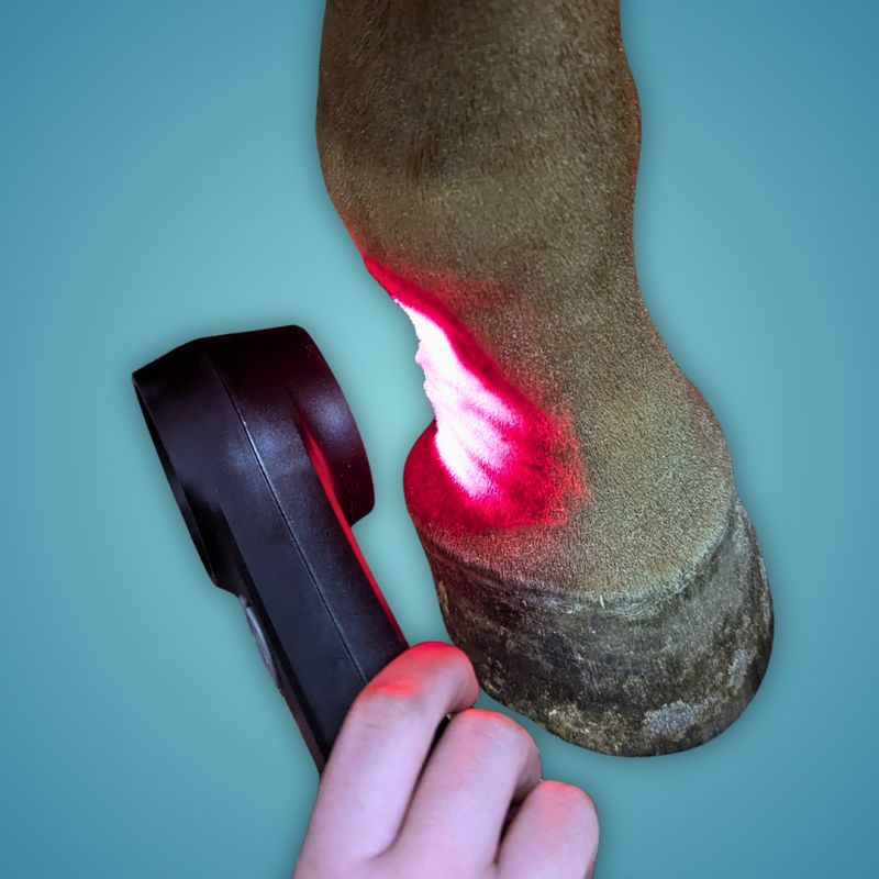 Northeast EquiWellness TheraLine Class IV Laser for Horses