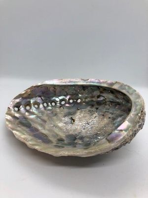 Abalone Shell - Extra Large