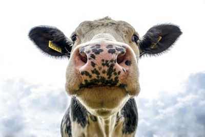 Cattle