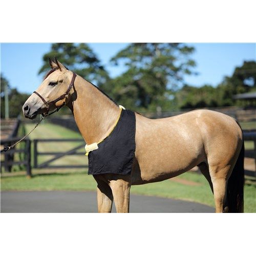 Rug Bib