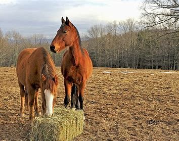 Hay and Chaff
