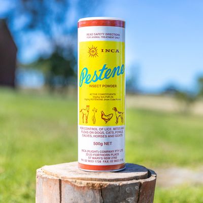 Inca Pestene Powder