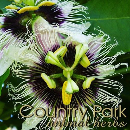 Passion Flower
