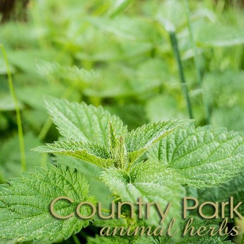 Nettle Leaf, Size: 1kg