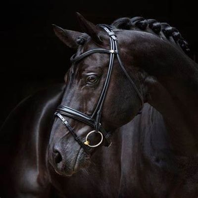 Bridles and Accessories