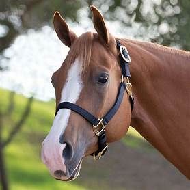 Halters and Tie Ups