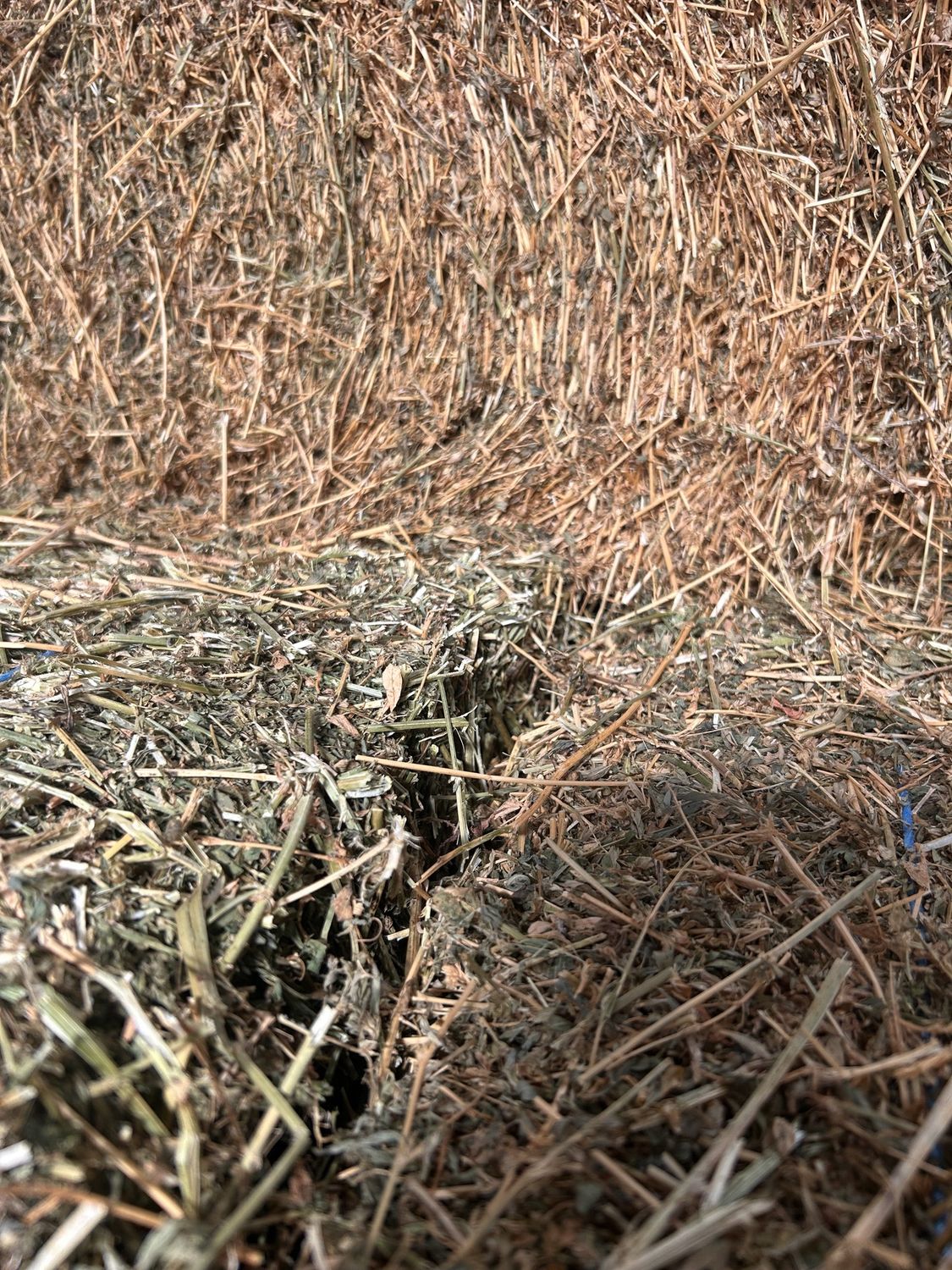 Second Grade Shedded Lucernce