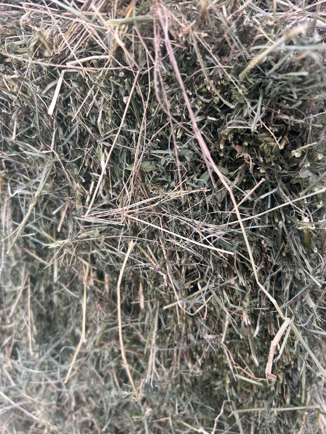 Grassy/Lucerne Hay