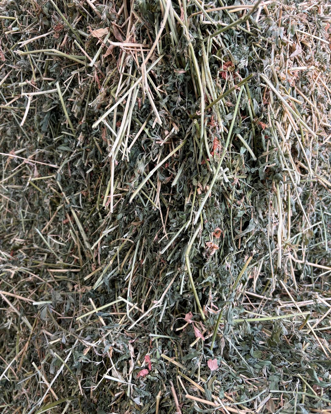 Prime Lucerne Hay