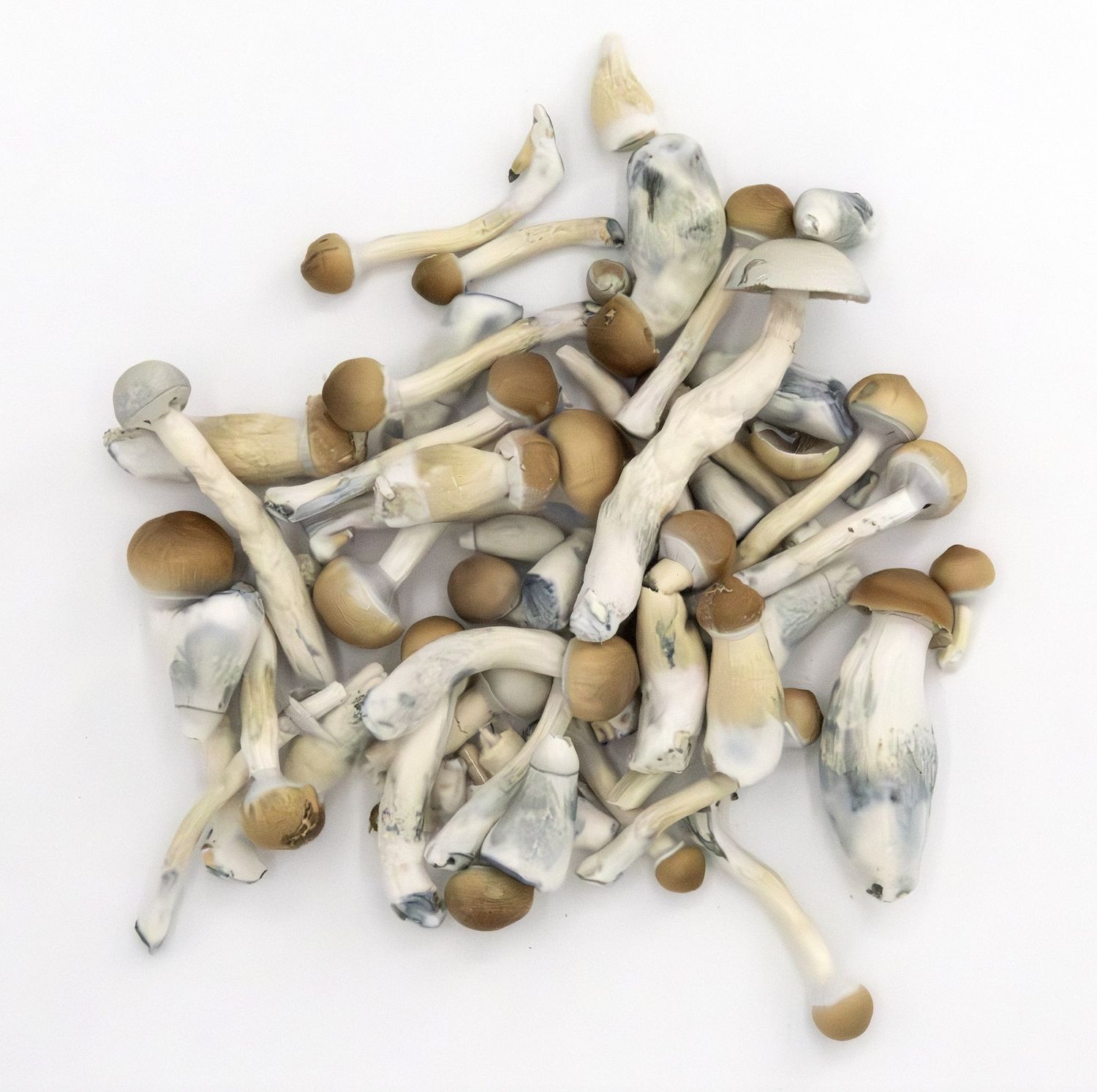 BLU BIJOU Lyophilized 5 gr.