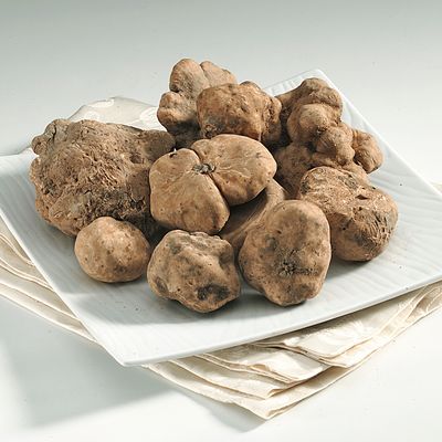 FRESH TRUFFLES