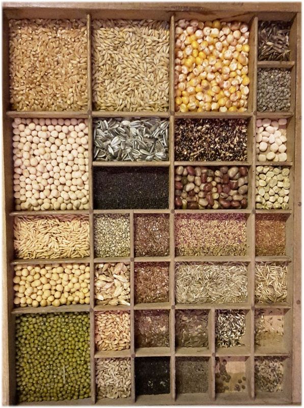 Saatgut دانه ها