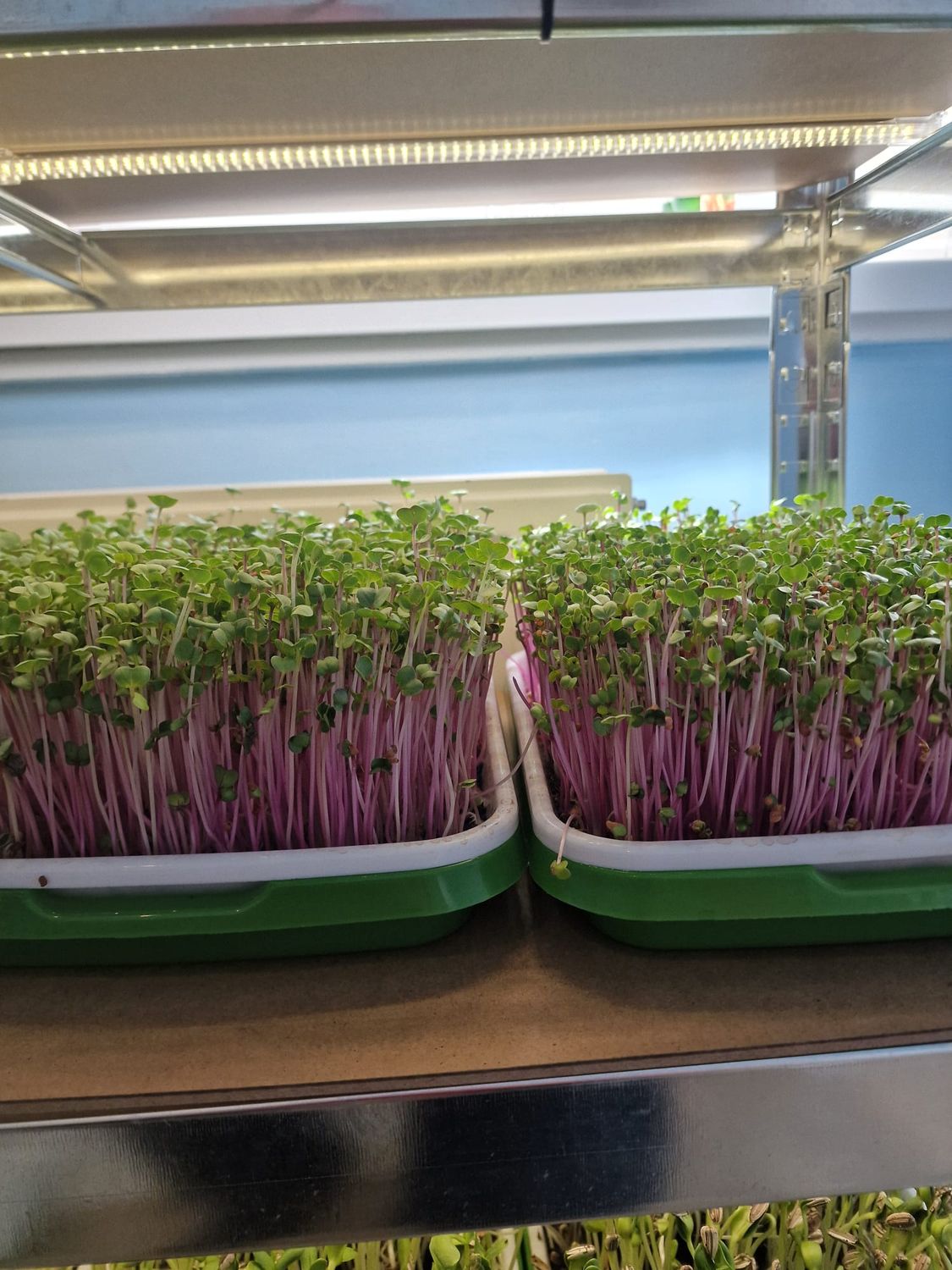 Radish Microgreen