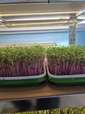 Radish Microgreen