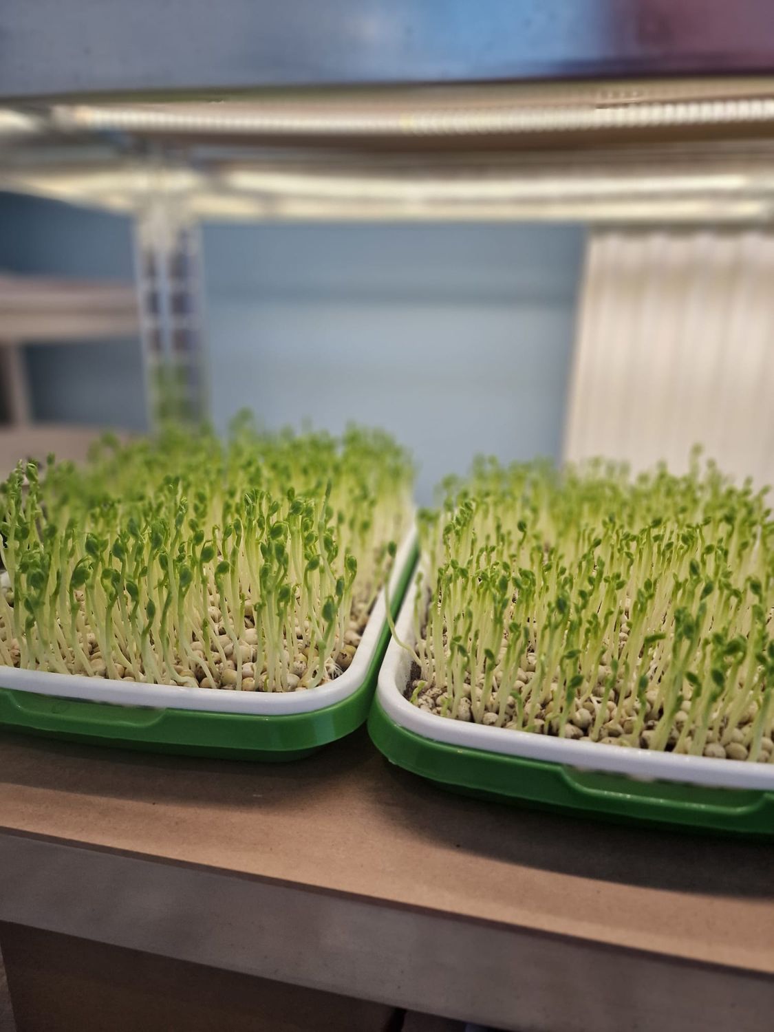 Microgreen Peas