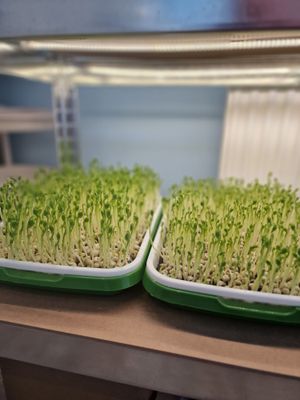 Peas Microgreen