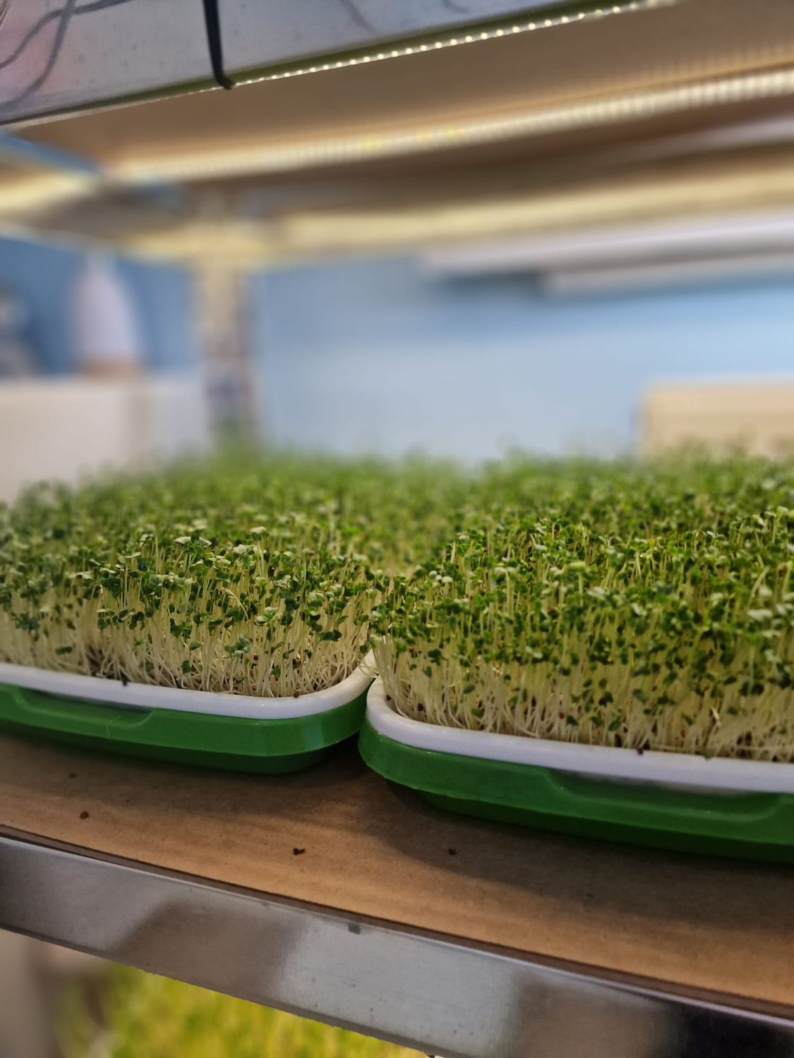 Microgreen Broccoli