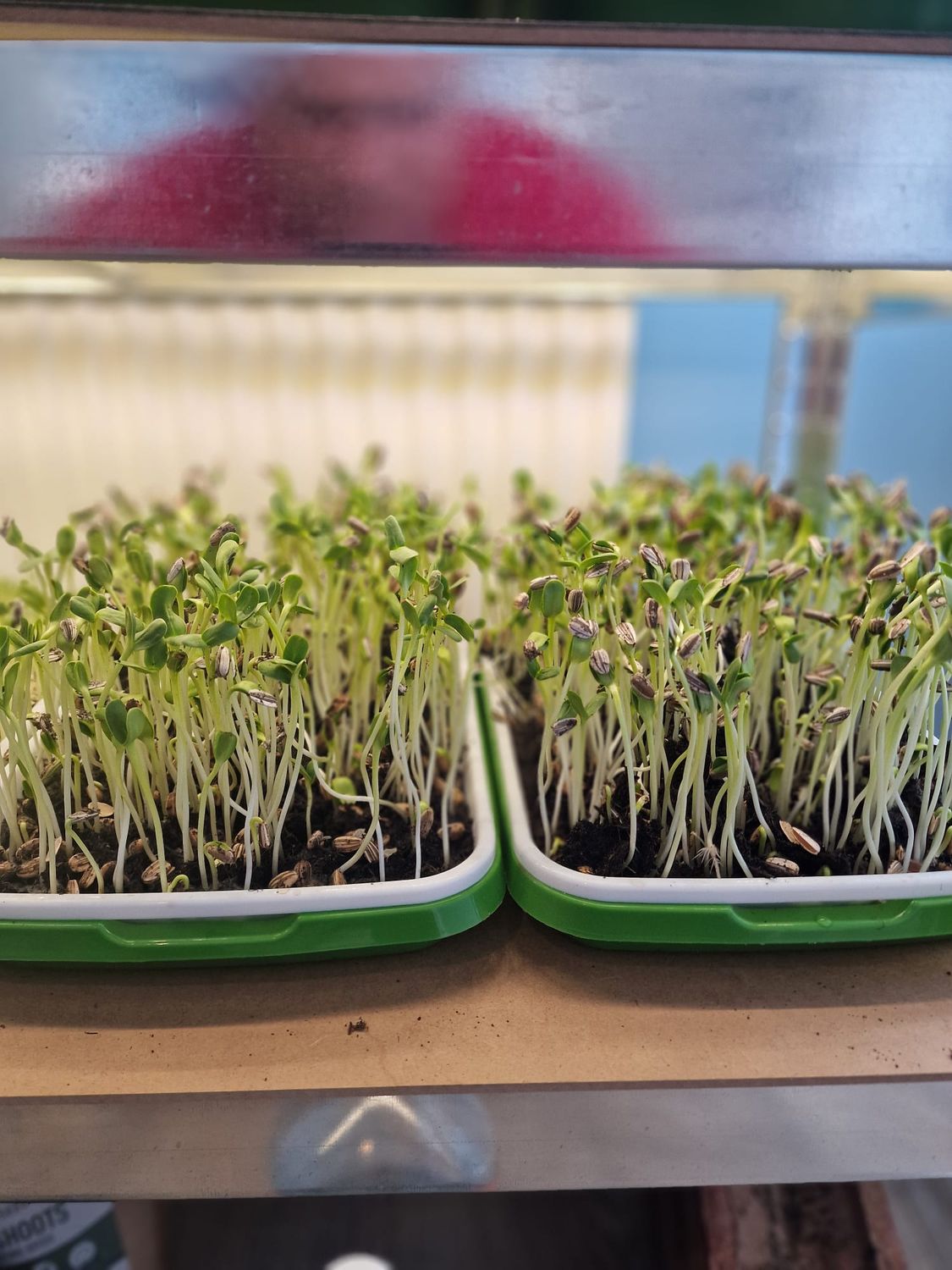 Sunflower Microgreen