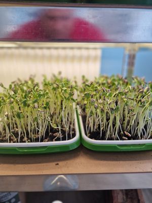 Sunflower Microgreen