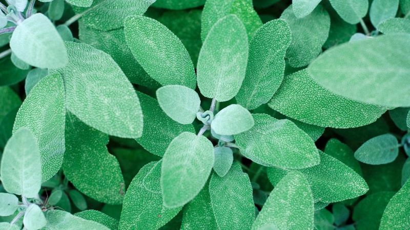Sage Leaf, Rubbed, Organic, 1 ounce