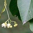 Linden flower, whole, 1 ounce