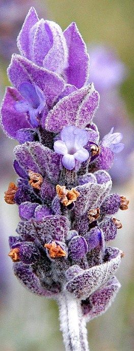 Lavender Flowers, Whole, Organic, 1 ounce