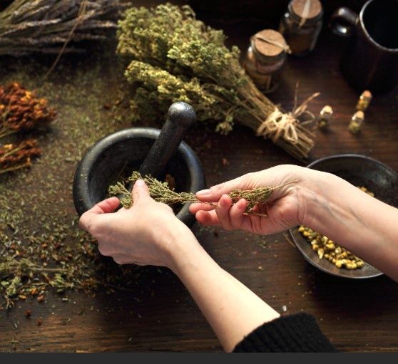 The Magus Herbal Program Year 3