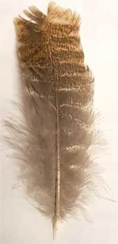 Barred Wing Feather