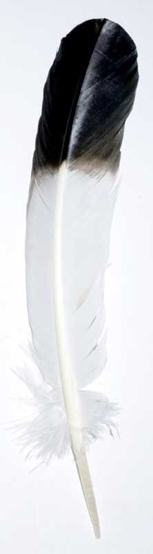 &quot;Eagle&quot; Feather made from turkey feather
