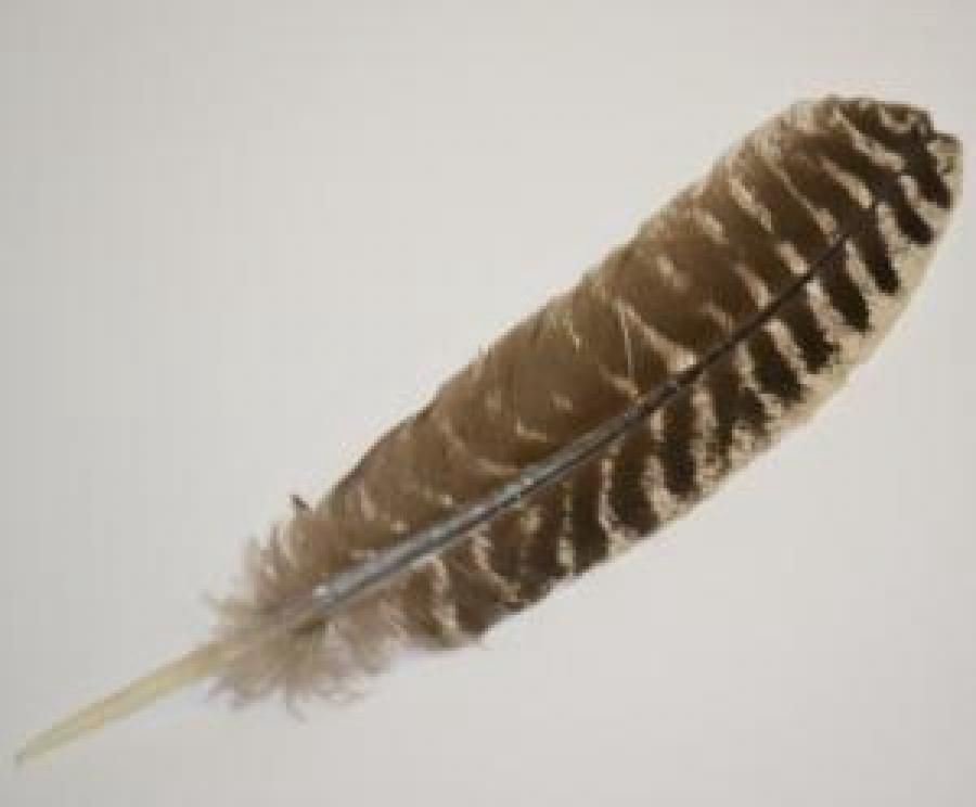 Barred Turkey Feather