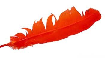 Orange feather