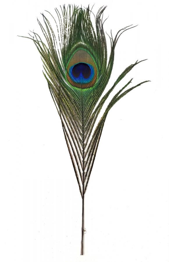 Peacock Feather