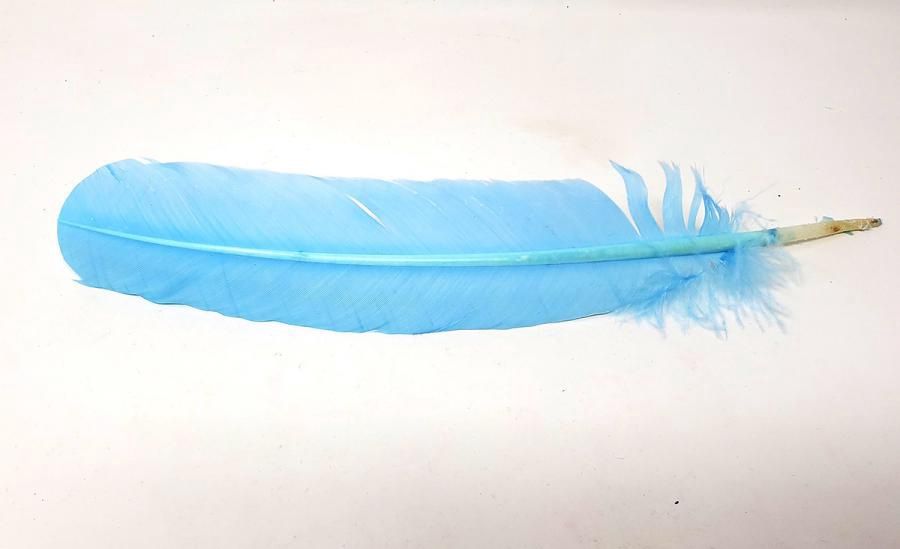 Sea Blue feather