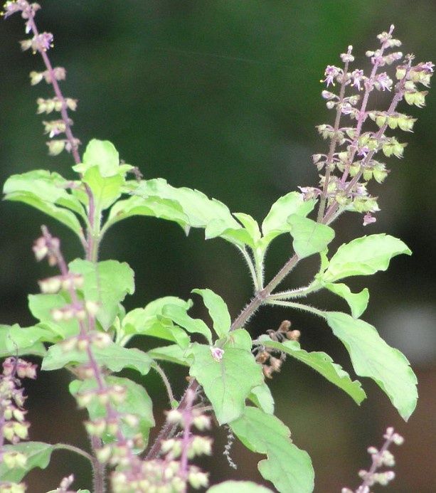 Holy Basil, Organic, Fair Trade, 1 ounce, Attribute: Krishna - Ocimum gratissimum, O. tenuiflora