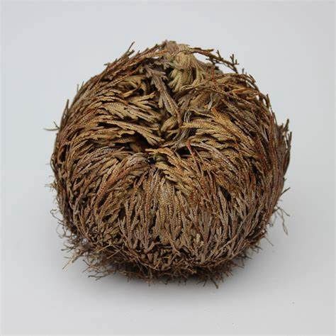 Rose of Jericho
