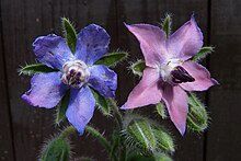 Borage Herb, Organic, Cut &amp; Sifted, 1 ounce