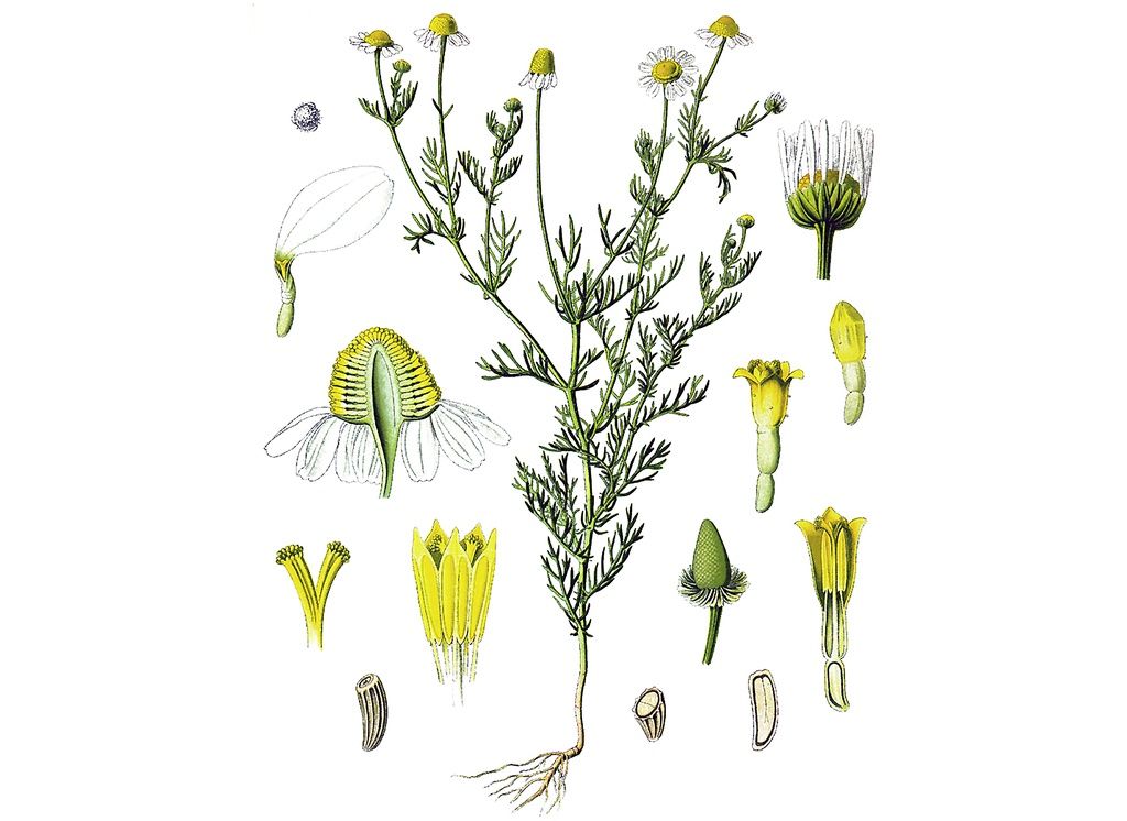 German Chamomile Flowers, Whole, Organic, 1 ounce