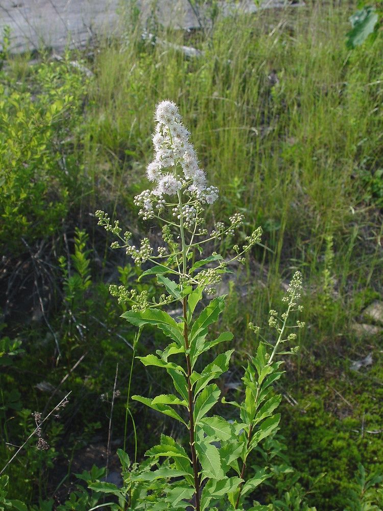 Meadowsweet - Cut &amp; Sifted - Organic