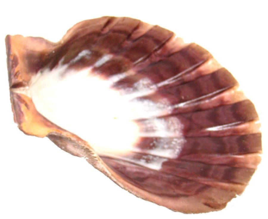 Lion Paw Shell