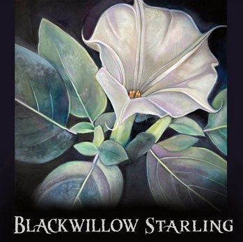 Blackwillow Starling in Concert